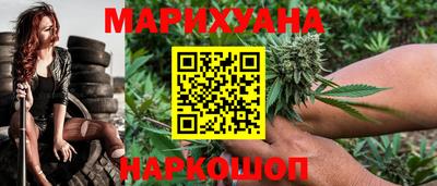 сатива Кингисепп